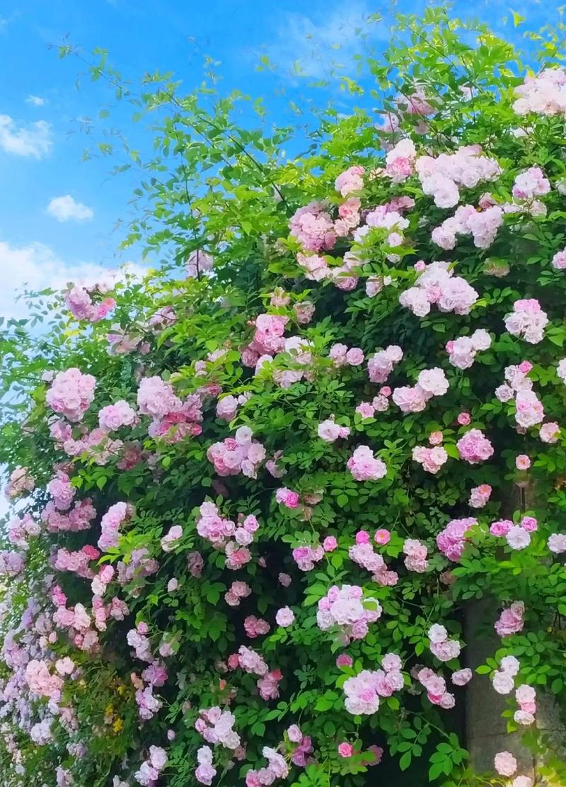 u=2797342135,2976696552&fm=253&app=138&f=JPEG.jpg